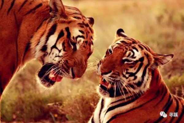 虎宝宝取名姓史,传统与现代的结合,象征,命运,宝宝取名,第1张 虎宝宝取名姓史,传统与现代的结合,象征,命运,宝宝取名,第1张