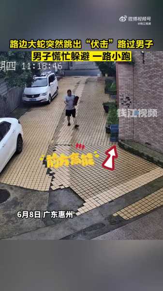 路上见到蛇,揭秘其背后的预兆与解梦含义,象征,自我,解梦,第1张 路上见到蛇,揭秘其背后的预兆与解梦含义,象征,自我,解梦,第1张