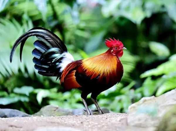 2081年腊月属鸡运势解析,事业与健康的关键时刻,事业,挑战,希望,第1张 2081年腊月属鸡运势解析,事业与健康的关键时刻,事业,挑战,希望,第1张