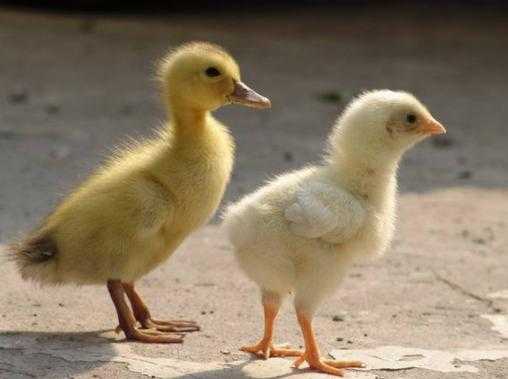 十二星座小刘鸭是什么动物,象征,十二星座,星座,第1张