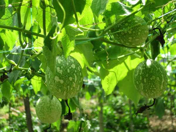 梦见吊瓜，解读周公解梦的深层含义,象征,挑战,希望,第1张