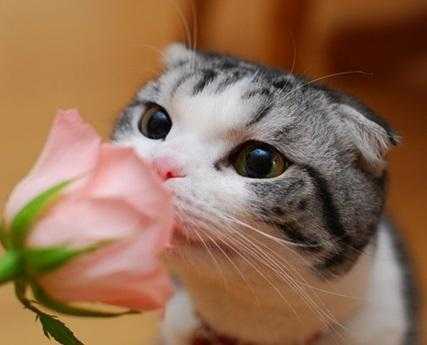 上午听见猫叫，预兆解析与周公解梦,象征,命运,事业,第1张