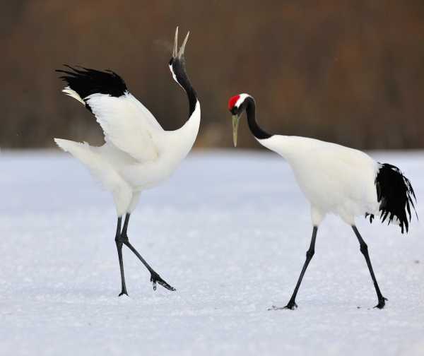 仙鹤与十二星座,探寻神秘星空中仙鹤的守护传说,象征,十二星座,星座,第1张 仙鹤与十二星座,探寻神秘星空中仙鹤的守护传说,象征,十二星座,星座,第1张