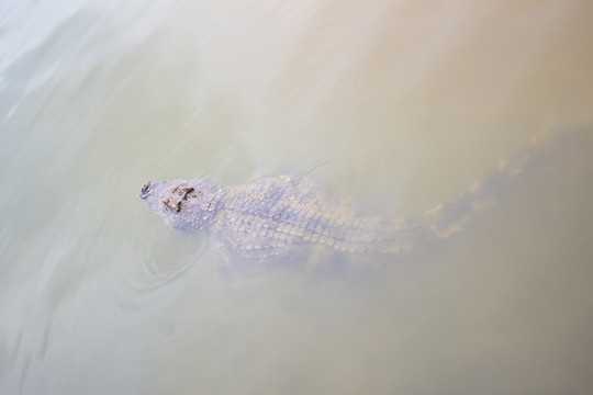 梦见大鳄鱼,解读内心深处的不安与恐惧,象征,挑战,解梦,第1张 梦见大鳄鱼,解读内心深处的不安与恐惧,象征,挑战,解梦,第1张