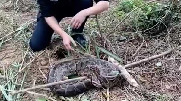 家中的蟒蛇,预兆与解梦,象征,挑战,解梦,第1张 家中的蟒蛇,预兆与解梦,象征,挑战,解梦,第1张