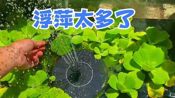 浮萍鱼死了预兆解梦,解密水生动物的象征意义,象征,希望,解梦,第1张 浮萍鱼死了预兆解梦,解密水生动物的象征意义,象征,希望,解梦,第1张