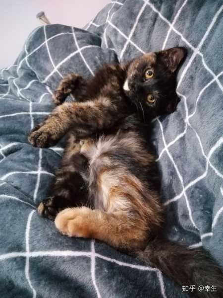 梦见小孩、狗狗、猫猫,解读梦的深层含义,象征,希望,自我,第1张 梦见小孩、狗狗、猫猫,解读梦的深层含义,象征,希望,自我,第1张