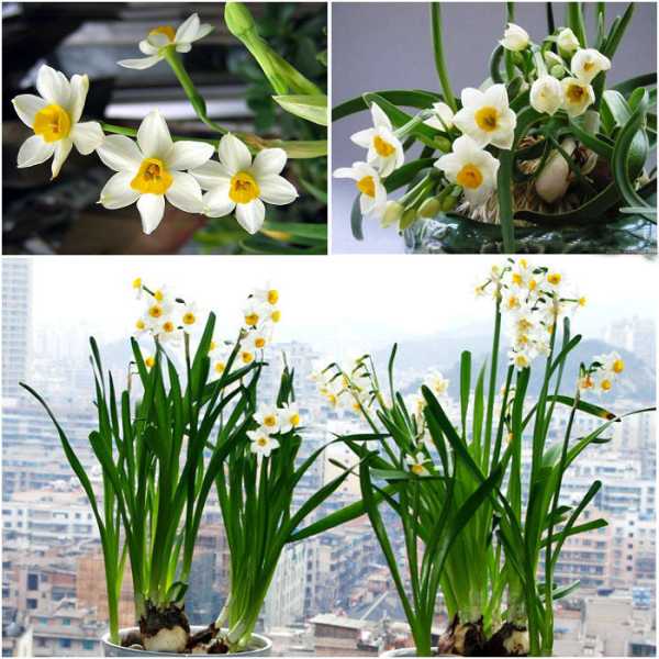水仙宝宝取名,女孩取名中的水仙之美,象征,希望,宝宝取名,第1张 水仙宝宝取名,女孩取名中的水仙之美,象征,希望,宝宝取名,第1张