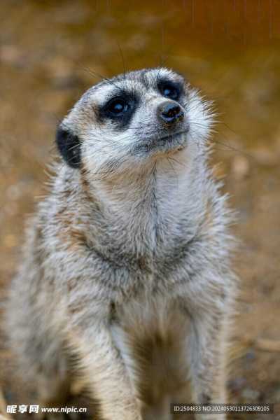 逯姓牛宝宝取名指南,传统与现代结合的艺术,象征,希望,宝宝取名,第1张 逯姓牛宝宝取名指南,传统与现代结合的艺术,象征,希望,宝宝取名,第1张