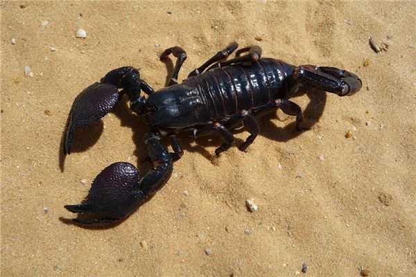 梦见逮到蝎子,预兆与解梦解析,象征,挑战,希望,第1张 梦见逮到蝎子,预兆与解梦解析,象征,挑战,希望,第1张