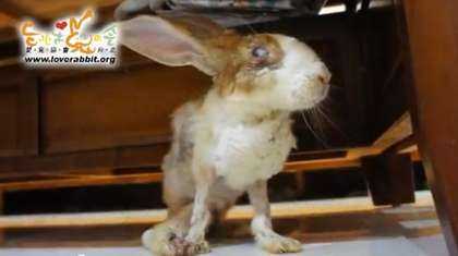 好,用户让我写一篇关于梦到兔子被扒皮是什么征兆解梦的文章。首先,我需要确定文章的标题,是内容,确保不少于814个字,象征,事业,挑战,第1张 好,用户让我写一篇关于梦到兔子被扒皮是什么征兆解梦的文章。首先,我需要确定文章的标题,是内容,确保不少于814个字,象征,事业,挑战,第1张