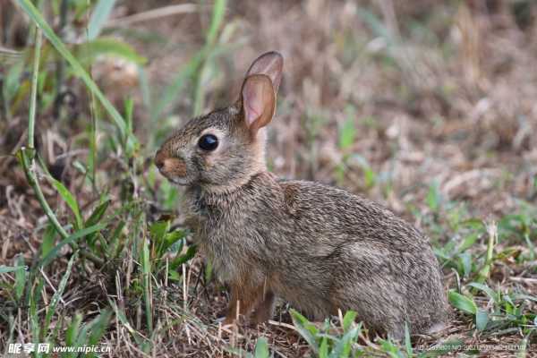 兔宝宝取名 渔恒,寓意深远,适合小生命,象征,命运,宝宝取名,第1张 兔宝宝取名 渔恒,寓意深远,适合小生命,象征,命运,宝宝取名,第1张