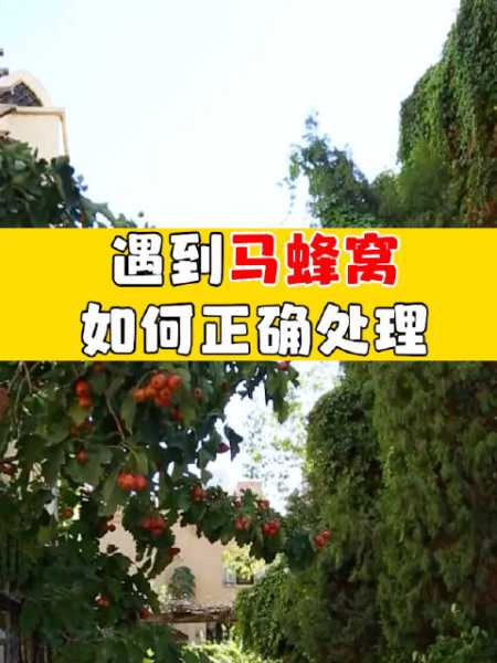 梦见蜂蛰,解读周公解梦的奥秘,象征,挑战,希望,第1张 梦见蜂蛰,解读周公解梦的奥秘,象征,挑战,希望,第1张