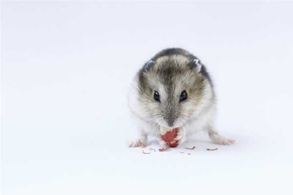 老鼠跑进柜子里,预兆与解梦的深层解析,象征,解梦,解读,第1张 老鼠跑进柜子里,预兆与解梦的深层解析,象征,解梦,解读,第1张