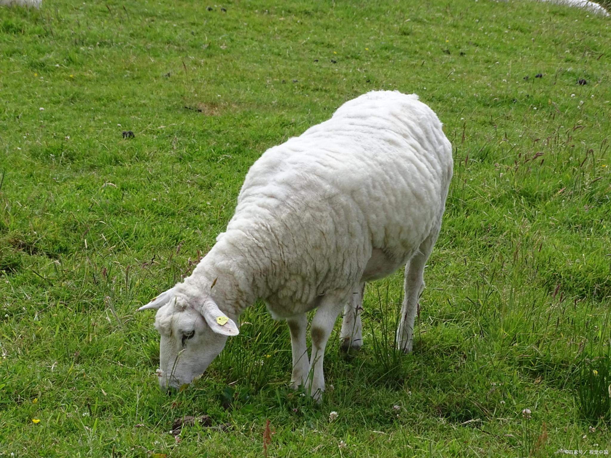 1979年出生的属羊人一生运势解析,从事业到感情的全方面解读,命运,事业,八字,第1张 1979年出生的属羊人一生运势解析,从事业到感情的全方面解读,命运,事业,八字,第1张
