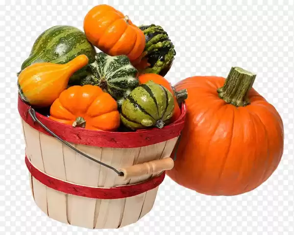 梦见瓜苗,预示着丰收与成长,象征,挑战,希望,第1张 梦见瓜苗,预示着丰收与成长,象征,挑战,希望,第1张