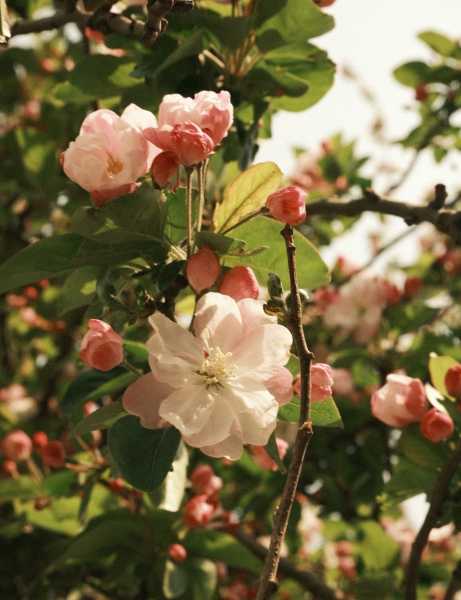 好,用户让我写一篇关于梦到海棠花的解梦文章,首先我需要确定文章的标题。标题要简洁明了,能够吸引读者,所以梦到海棠花,预示着什么?解梦解析这个标题不错,既点明了主题,又说明了解析部分,象征,希望,解梦,第1张 好,用户让我写一篇关于梦到海棠花的解梦文章,首先我需要确定文章的标题。标题要简洁明了,能够吸引读者,所以梦到海棠花,预示着什么?解梦解析这个标题不错,既点明了主题,又说明了解析部分,象征,希望,解梦,第1张