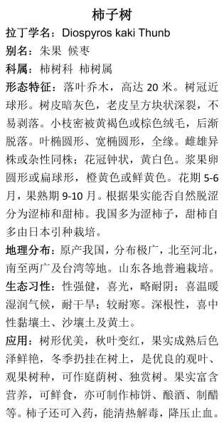 柿子,的树?真相 revealed!,象征,能量,风水布局,第1张 柿子,的树?真相 revealed!,象征,能量,风水布局,第1张