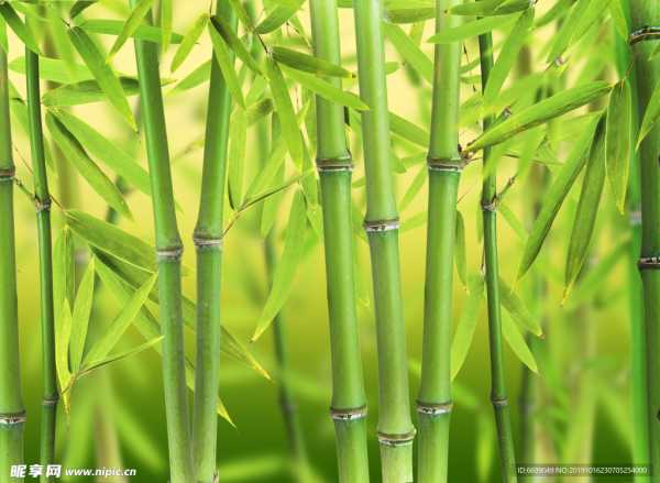 竹子,Chinese Cultures Symbol of Resilience and Good Fortune,象征,希望,气场,第1张 竹子,Chinese Cultures Symbol of Resilience and Good Fortune,象征,希望,气场,第1张