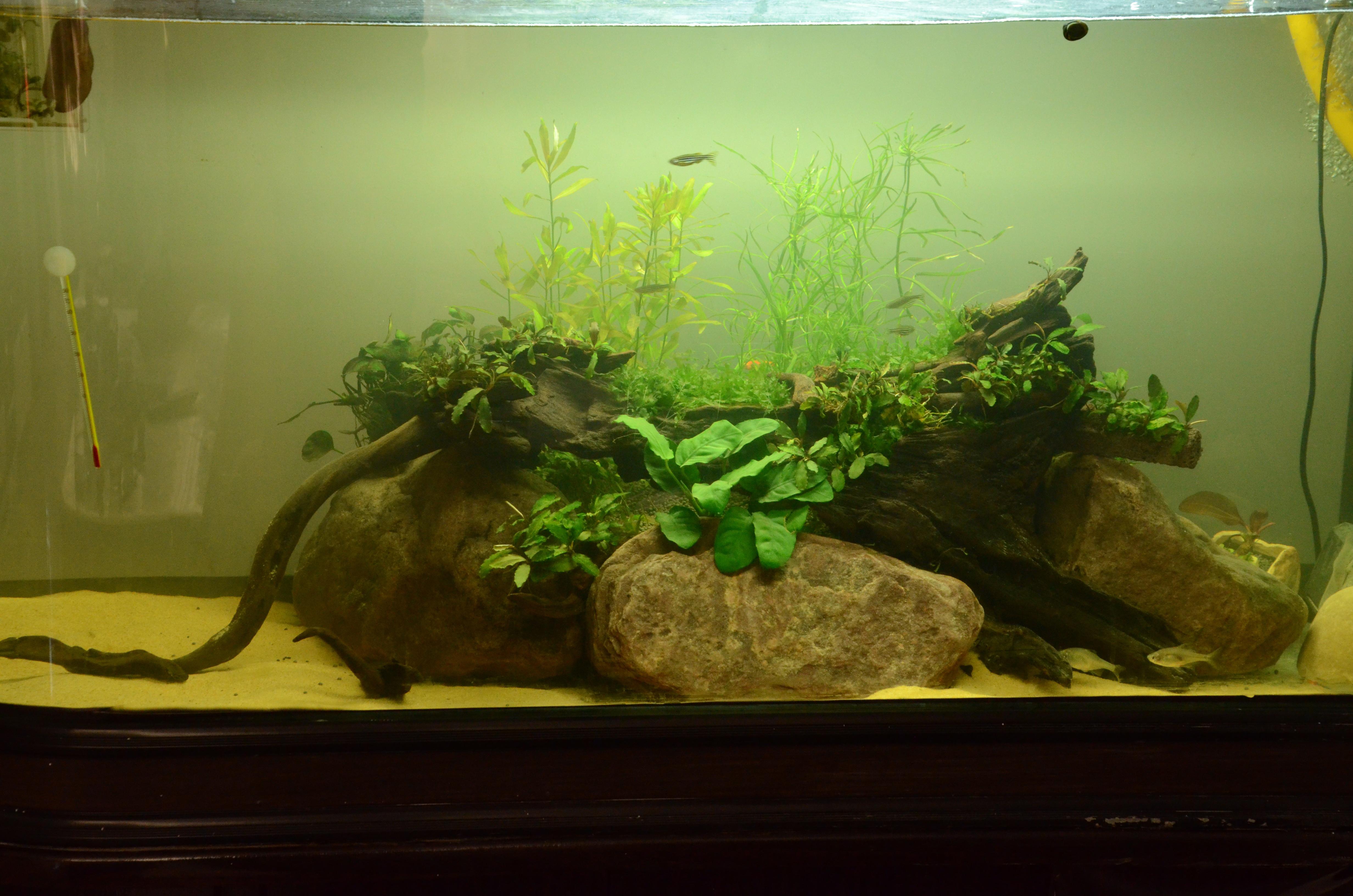 家庭鱼缸养什么,选择与布局的艺术,象征,气场,能量,第1张 家庭鱼缸养什么,选择与布局的艺术,象征,气场,能量,第1张