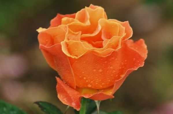 2018年2月9日,一个充满福气的日子,象征,事业,希望,第1张 2018年2月9日,一个充满福气的日子,象征,事业,希望,第1张