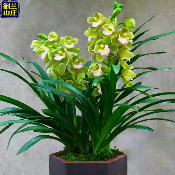 家养兰花讲究,植物与室内环境的和谐之道,气场,风水,落地窗,第1张 家养兰花讲究,植物与室内环境的和谐之道,气场,风水,落地窗,第1张