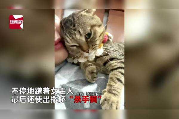 屋里死了小猫,预兆与解梦解析,象征,希望,自我,第1张 屋里死了小猫,预兆与解梦解析,象征,希望,自我,第1张