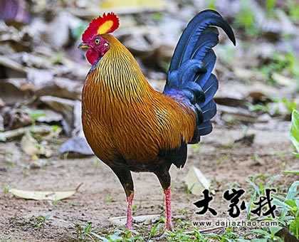 2018农历鸡年属鸡人开运吉时解析,挑战,希望,吉时,第1张 2018农历鸡年属鸡人开运吉时解析,挑战,希望,吉时,第1张