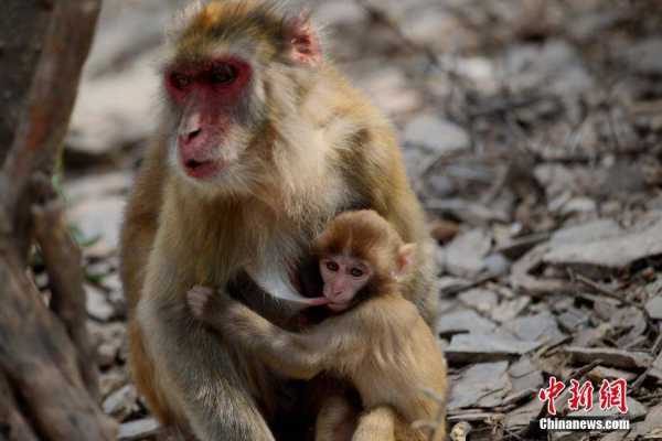 九二年猴宝宝，瑞气满乾坤,象征,希望,宝宝取名,第1张