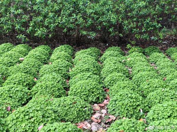 2021年1月1日，新旧交替的吉时与展望未来的力量,象征,挑战,希望,第1张