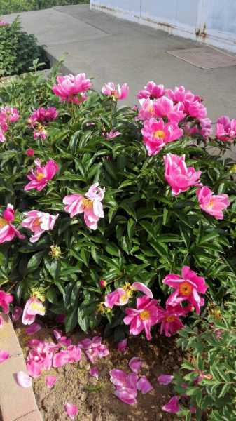 南山寺最佳树，自然与人文的结合,象征,风水,寺庙,第1张