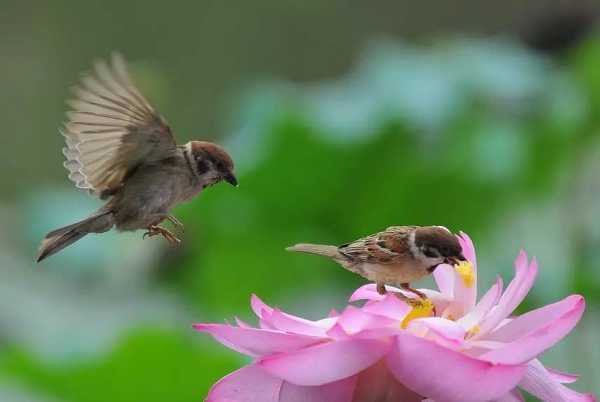 夜里撞见麻雀，预兆与解梦解析,象征,挑战,解梦,第1张