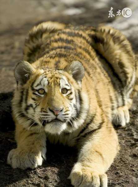 86生肖虎2025年运势及运程,事业,挑战,希望,第1张