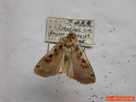 八字测算是懒惰的隐喻,命运,八字,算命,第1张