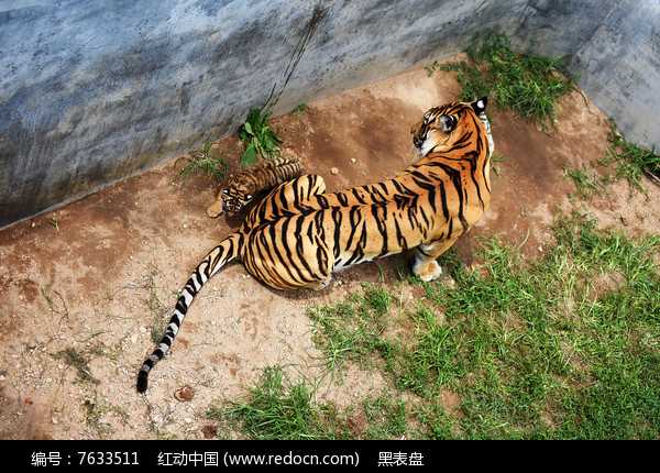 虎爸兔妈什么宝宝合适取名,象征,希望,宝宝取名,第1张 虎爸兔妈什么宝宝合适取名,象征,希望,宝宝取名,第1张