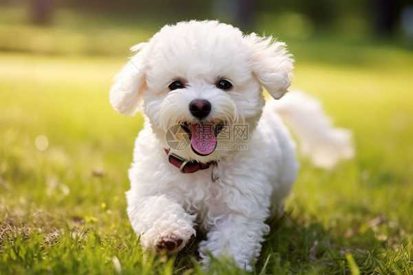 宠物猫起名讲究,让猫咪更顺心顺意,象征,希望,风水,第1张 宠物猫起名讲究,让猫咪更顺心顺意,象征,希望,风水,第1张