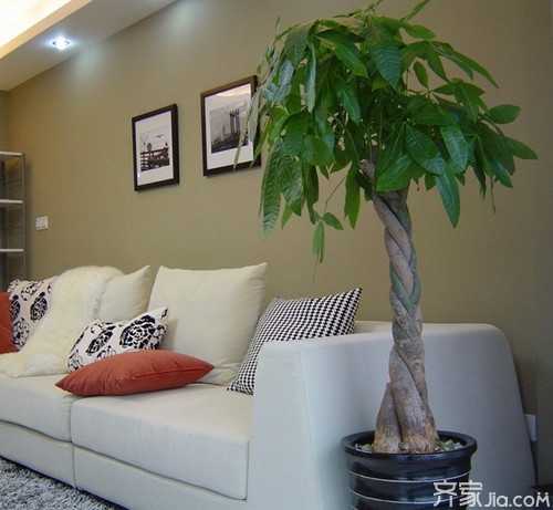 新房植物选择指南,让家更和谐美好,象征,事业,挑战,第1张 新房植物选择指南,让家更和谐美好,象征,事业,挑战,第1张