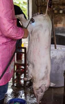 梦见杀猪,解读内心深处的不安与现实的警示,象征,希望,解梦,第1张 梦见杀猪,解读内心深处的不安与现实的警示,象征,希望,解梦,第1张