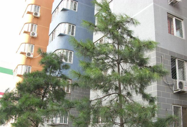 好，用户让我写一篇关于南星生辰八字测算的文章，首先得确定标题。标题要吸引人，同时又能准确反映内容，所以南星生辰八字测算，解析命理与命运应该不错,象征,命运,事业,第1张