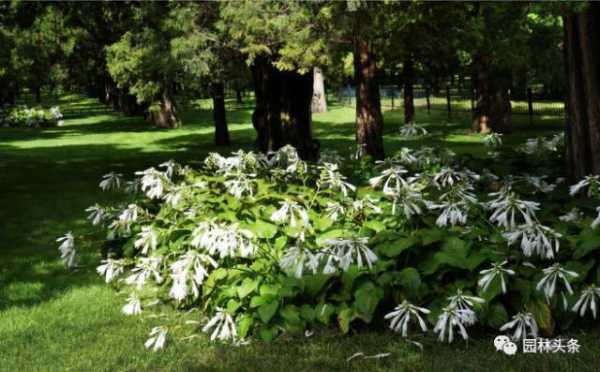 南北向种植，选择适合的树种，带来与和谐,事业,能量,风水,第1张