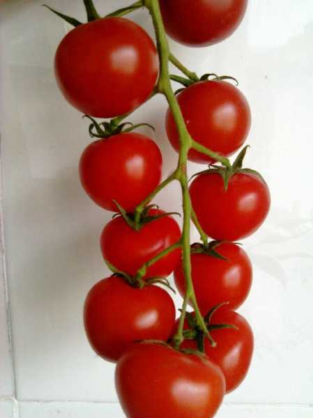 梦见串红，预兆与解梦解析,象征,挑战,希望,第1张