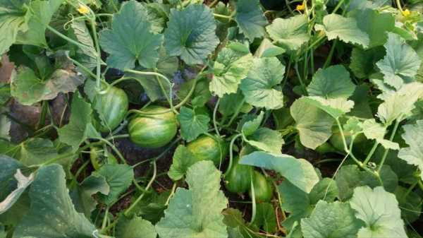 梦见种瓜，周公解的美好寓意与现实启示,象征,事业,希望,第1张