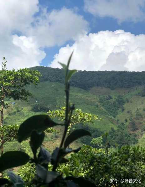 茶树木，中的绿色守护神,象征,事业,挑战,第1张