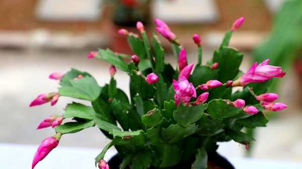 蟹爪兰,招财进宝的象征与家庭布局,象征,事业,成功,第1张 蟹爪兰,招财进宝的象征与家庭布局,象征,事业,成功,第1张