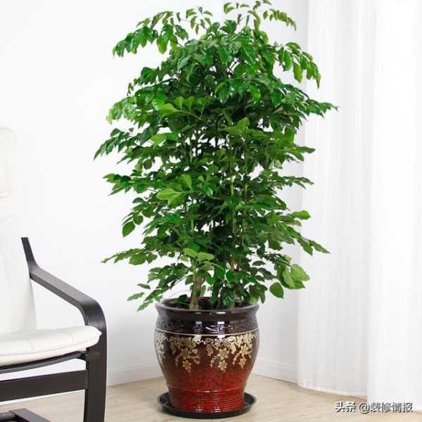 幸福树开花，中的重要象征与能量调节,象征,希望,气场,第1张