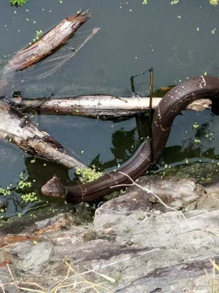 春天的蛇宝宝,取名之道与文化内涵,象征,希望,宝宝取名,第1张 春天的蛇宝宝,取名之道与文化内涵,象征,希望,宝宝取名,第1张