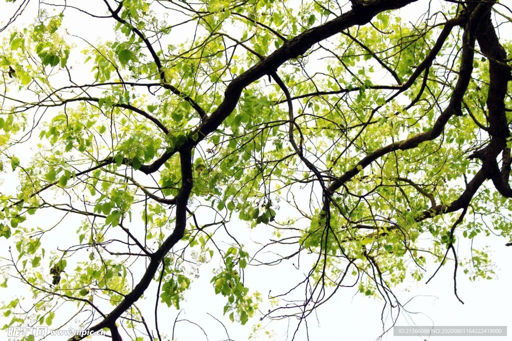 树枝算命，自然界的智慧之光,象征,命运,算命,第1张