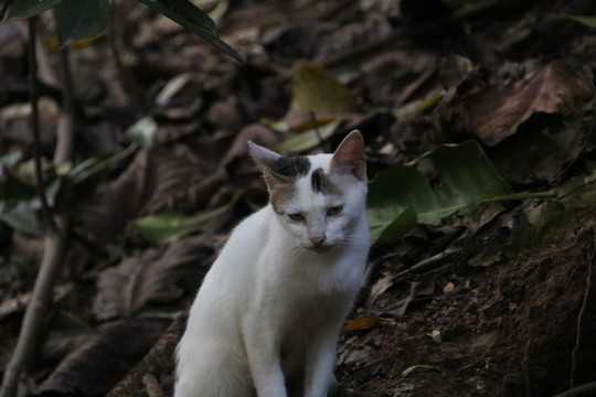 夜猫进家，解读神秘的占卜符号,象征,命运,事业,第1张