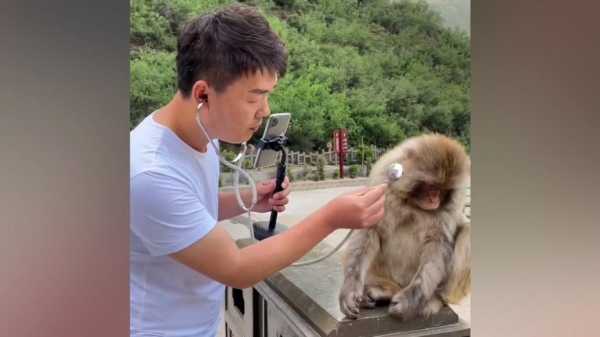 好，用户让我写一篇关于猴宝宝取名的文章，先写标题，再写内容，内容不少于915个字。首先，我需要确定一个吸引人的标题，可能结合传统和现代，比如猴宝宝取名，传统与现代的融合,象征,命运,希望,第1张