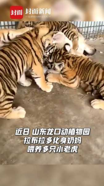 接下来，我需要考虑虎宝宝的背景。虎宝宝可能是一个孩子，可能有特别的故事或者成长经历。取名时，除了铭字，还需要一个名字，比如铭加上一个字，比如浩铭。这样组合起来，不仅有纪念的意义，也有寓意深远,象征,事业,挑战,第1张